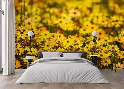 Mass of yellow daisy wildflowers in a field in the  Biedouw Valley - front in focus Wall mural