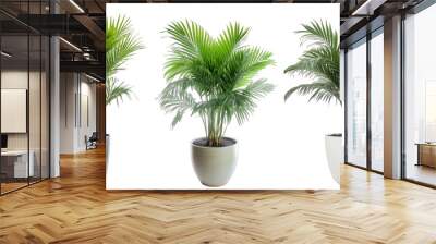 Tropical house fishtail palm plant in modern pot or vase isolated on transparent background generative ai Wall mural