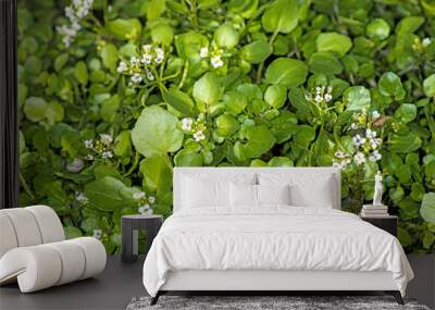 Brunnenkresse, Nasturtium officinale Wall mural