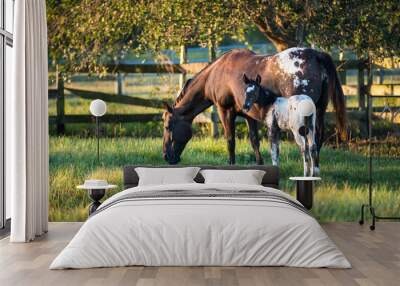 Appaloosa Mare and Filly Wall mural