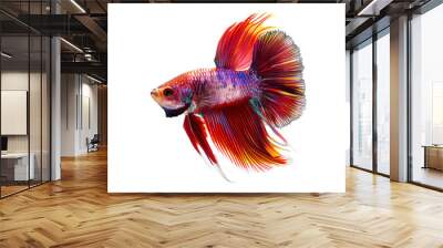 A Colorful Siamese Fighting Fish Isolated Wall mural