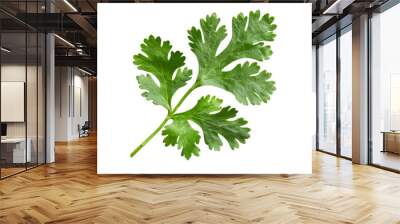 A Coriander Leaf, Isolated On A White Background Wall mural