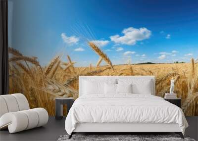 a corn field with barley ready for harvest symbolic photo for agriculture and healthy eating. Creative banner. Copyspace image Wall mural