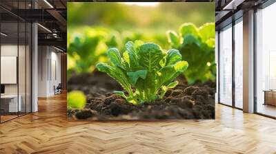 Baby Chinese Kale in the garden healthy food organic vegetables tropical. Creative banner. Copyspace image Wall mural