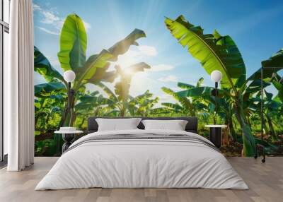 Bright sunny skies and summer light illuminate a banana field creating an agricultural background with a banana tree and a blue sky ideal for a copy space image Wall mural