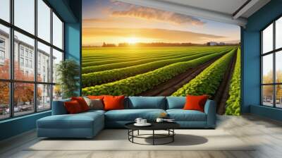 Cultivated field of lettuce growing in rows along the contour line in sunset at Kent, Washington State, USA. Agricultural composition. Panoramic style. Wall mural