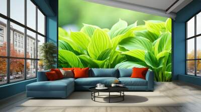 Hosta in the garden Green leaves of perennial hosta natural background Green background Background of leaves Hosta plant for a shady garden The concept of gardening. Creative banner. Copyspace image Wall mural