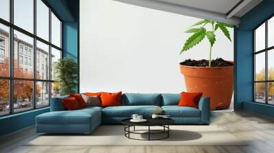 Indoor hemp cultivation showing a young cannabis plant in a pot with soil isolated on a white background with copy space image Wall mural