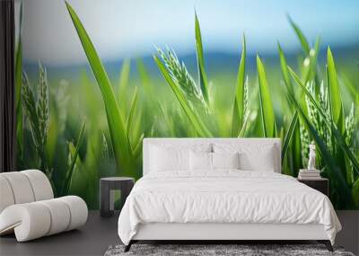 Macro close up of fresh ears of young green wheat in spring field. Agriculture scene. Wall mural