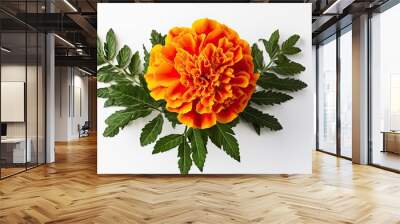 Marigold flower Tagetes. Creative banner. Copyspace image Wall mural