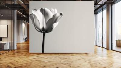 Minimalistic and timeless floral art featuring an elegant black and white tulip in bloom against a plain background perfect for modern decor with copy space image Wall mural