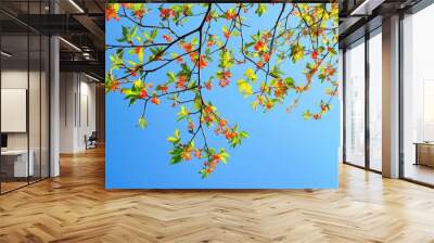 Sunny day shows colorful branches of hazel tree against blue sky creating an image with copy space Wall mural