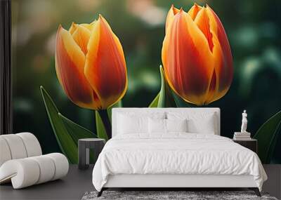 two bright yellow orange tulips on a background of dark green grass in focus. Creative banner. Copyspace image Wall mural