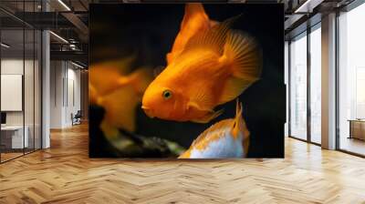 Group of Blood Parrot Cichlid. Orange and yellow aquarium fish on dark blue background Wall mural