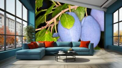 Plums Wall mural