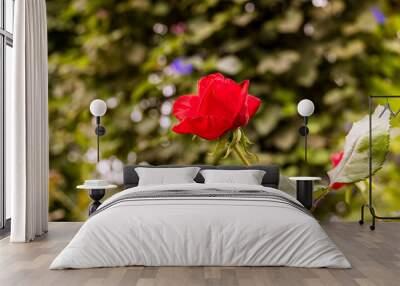 Close-up of red rose blossom. A red flower head in a garden in the Cameron highlands, Malaysia. Detailed image of the flower of love. A valentines day gift for lovers Wall mural