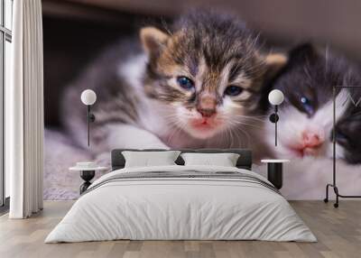 Cute little baby kitten on fur white blanket. Two weeks old baby cat on her blanket looks curious into the camera. The first exploration of a new born kitten. Street cat mixture breed adopted mother  Wall mural