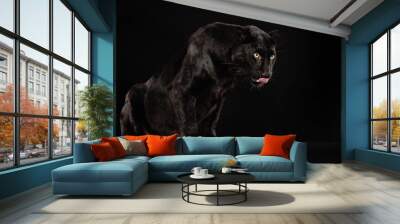 Ein schwarzer Panther sitzt vor schwarzem Hintergrund und leckt sich über das Maul, Studiofoto, Panthera pardus Wall mural