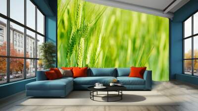 green wheat field with sunlight. Wall mural