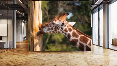 Gentle Giant Giraffe Wall mural