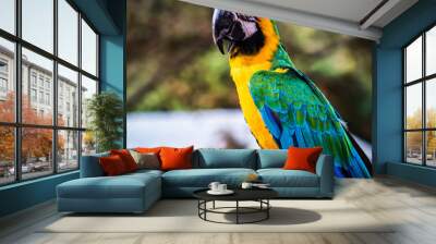 Pretty Parrot Wall mural