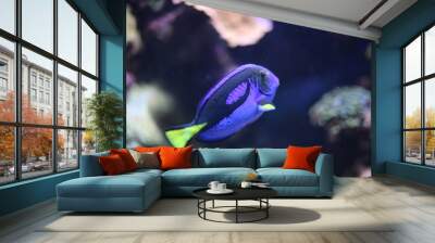 Blue Tang Fish in an Aquarium with Coral Wall mural