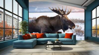 majestic moose is resting in a tranquil wintery landscape featuring a snow covered field Wall mural