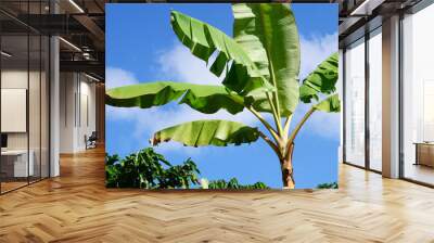 Plantain Trees located on a coffee farm in Puerto Rican mountains. Farming in Puerto Rico. Organic farm, agriculture. Fresh banana's and plantains hanging fruit. Wild Plantain trees growing in forest Wall mural