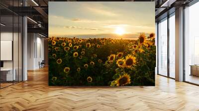 De-focused beautiful yellow sunset over sunflower field. Landscape, wide view. Wall mural