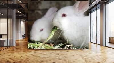 two white rabbit eating fresh grass river Wall mural