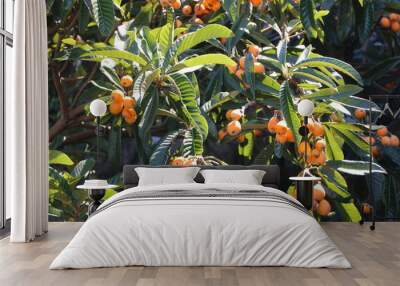 Japanese Loquat Wall mural