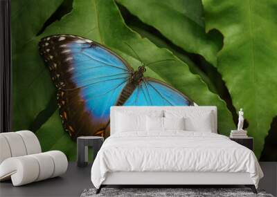 Peleides blue morpho - blue tropical butterfly on the green leaf Wall mural