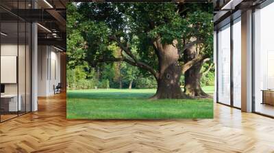 strong old green oak tree in the park Wall mural