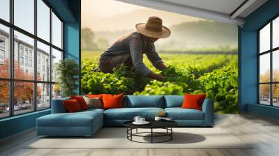 Farmer harvesting green lettuce on the field in the morning,Thailand Wall mural