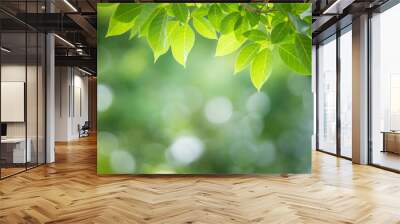 Green leaf for nature background with beautiful bokeh and copy space for text. Wall mural