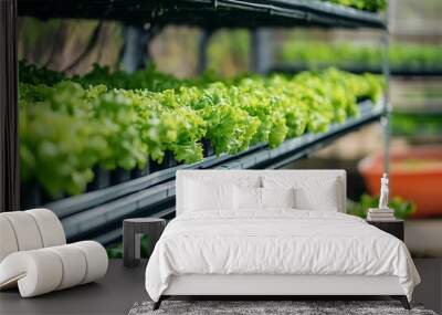 Organic hydroponic vegetable garden cultivation, farm with light in the background. Wall mural