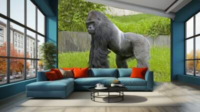 gorilla 2 Wall mural