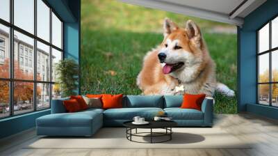 Nice akita dog in the park Wall mural