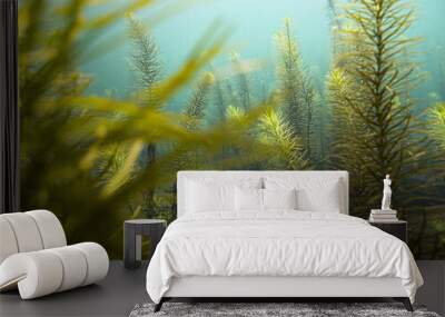 Green plants under blue water in river Danube. Wall mural