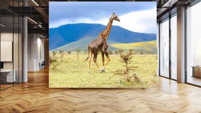 Adult giraffe in the African savannah, Ngorongoro National Park, Tanzania. A beautiful day of photographic safari in Africa. Wild tourism Wall mural