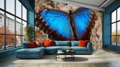 Peleides Blue Morpho Butterfly with Iridescent Wings Wall mural