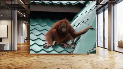 Sad Looking Orangutan on Tiled Roof at Sepilok Sanctuary Wall mural