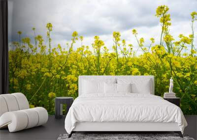 Beautiful yellow flower field over cloudy sky Wall mural