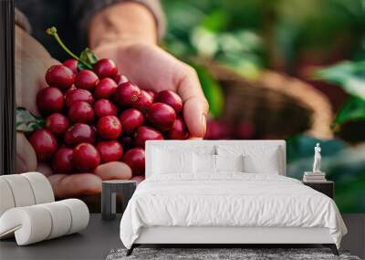 A person is holding a basket full of Ripe Red coffee bean berries Wall mural