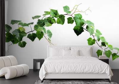 Bush grape or three-leaved wild vine cayratia (Cayratia trifolia) liana ivy plant bush, nature frame jungle border isolated on white background, clipping path included Wall mural