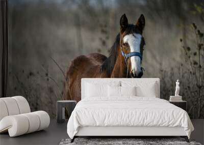 Brown horse with a white pattern on its head grazing on dried grasses Wall mural