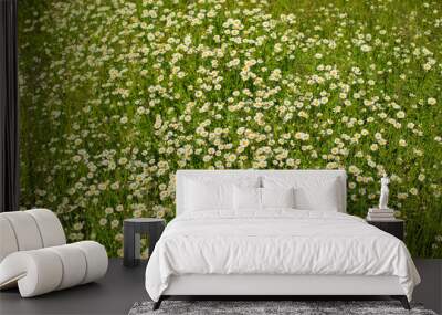 Lot of daisies in the green grass on a meadow, summer flowers Wall mural