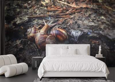 snails love to pile up, spring outside Wall mural