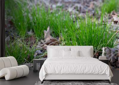 Young green grass with under dry leaves in spring. Macro shooting. Wall mural