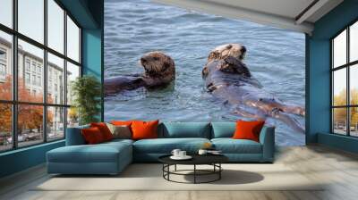 Two sea otters swimming in Pacific ocean Wall mural